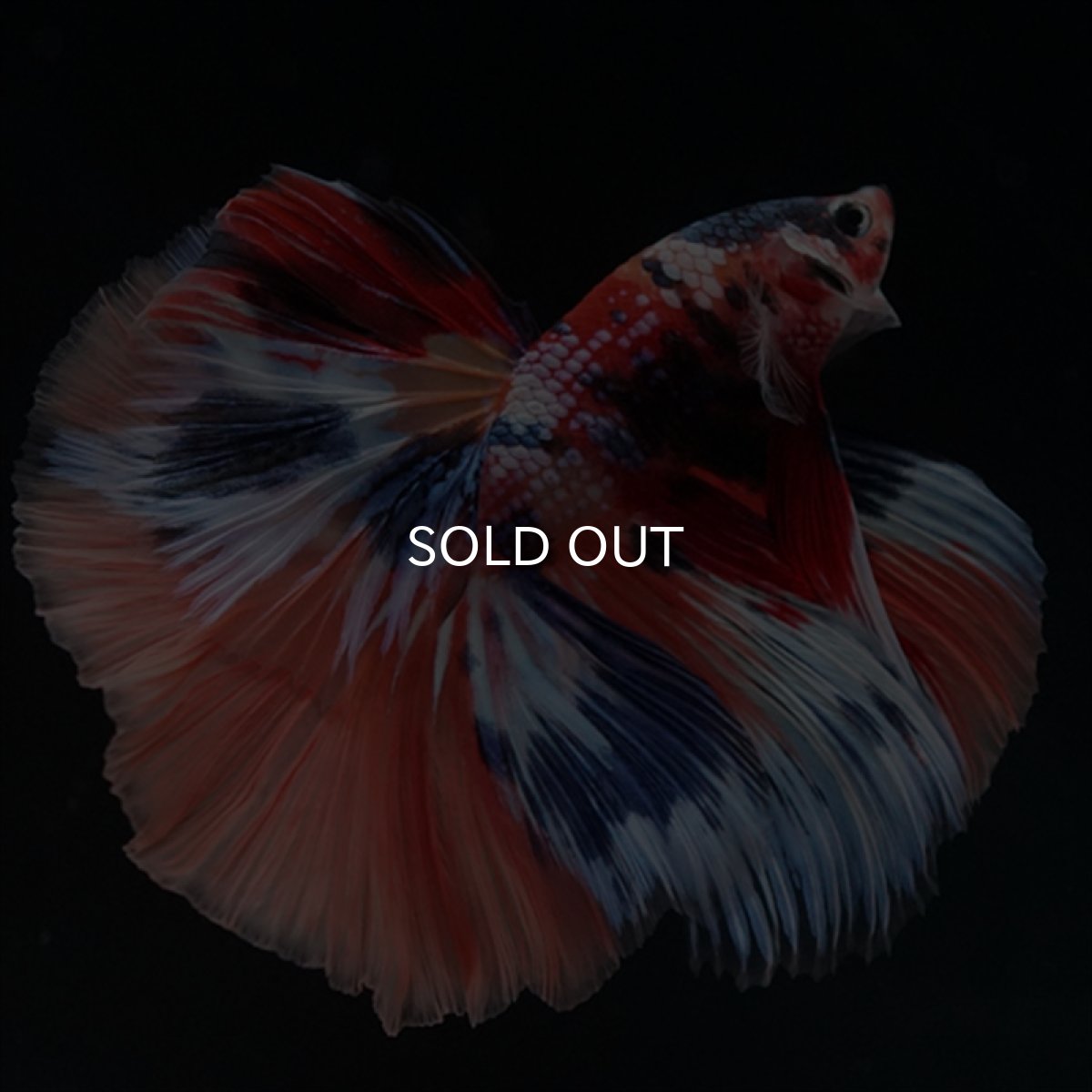 画像9: HM　キャンディギャラクシー (9)