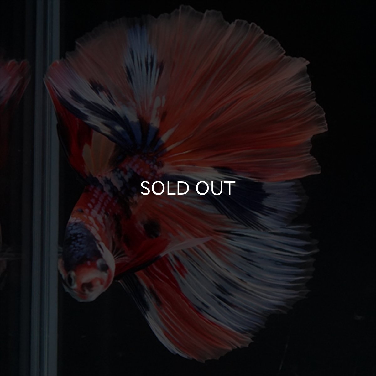 画像8: HM　キャンディギャラクシー (8)