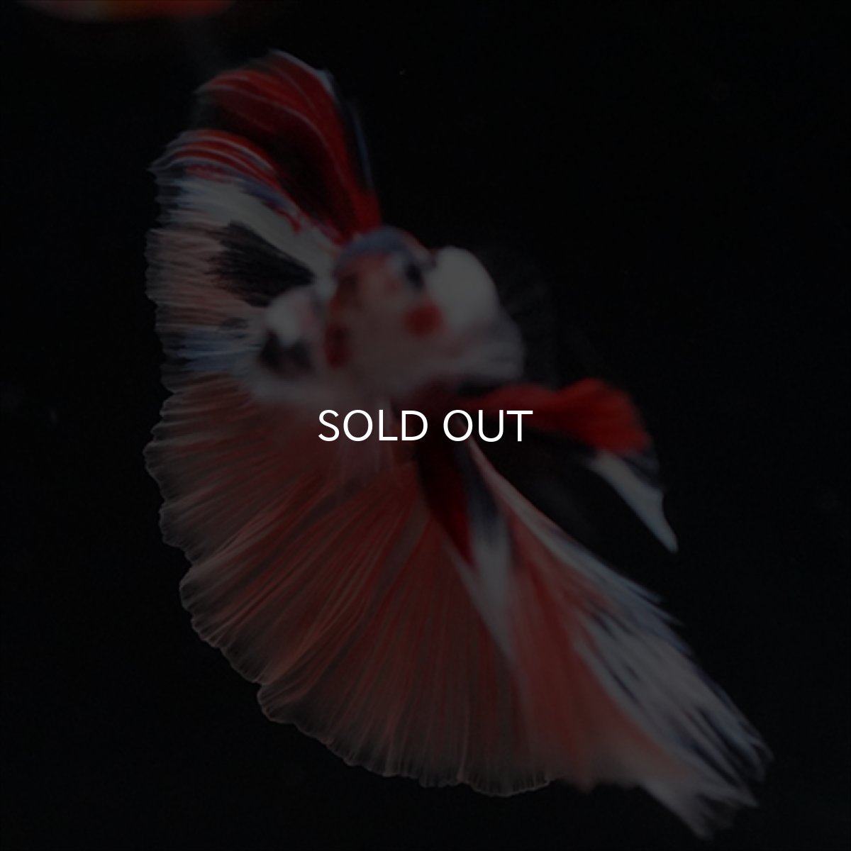 画像7: HM　キャンディギャラクシー (7)