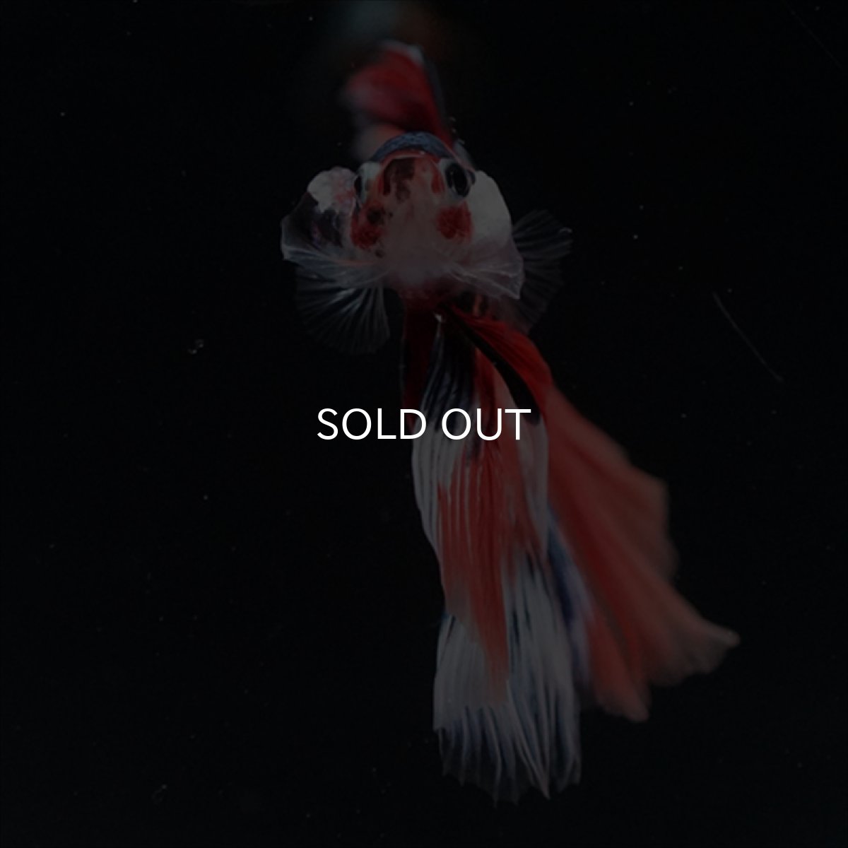 画像6: HM　キャンディギャラクシー (6)