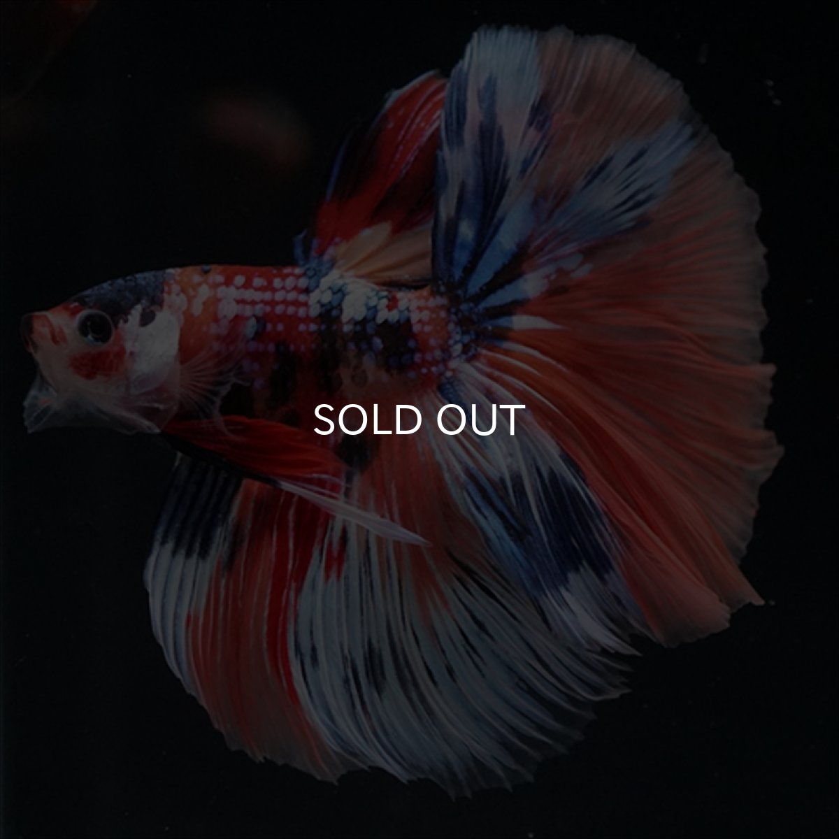 画像5: HM　キャンディギャラクシー (5)