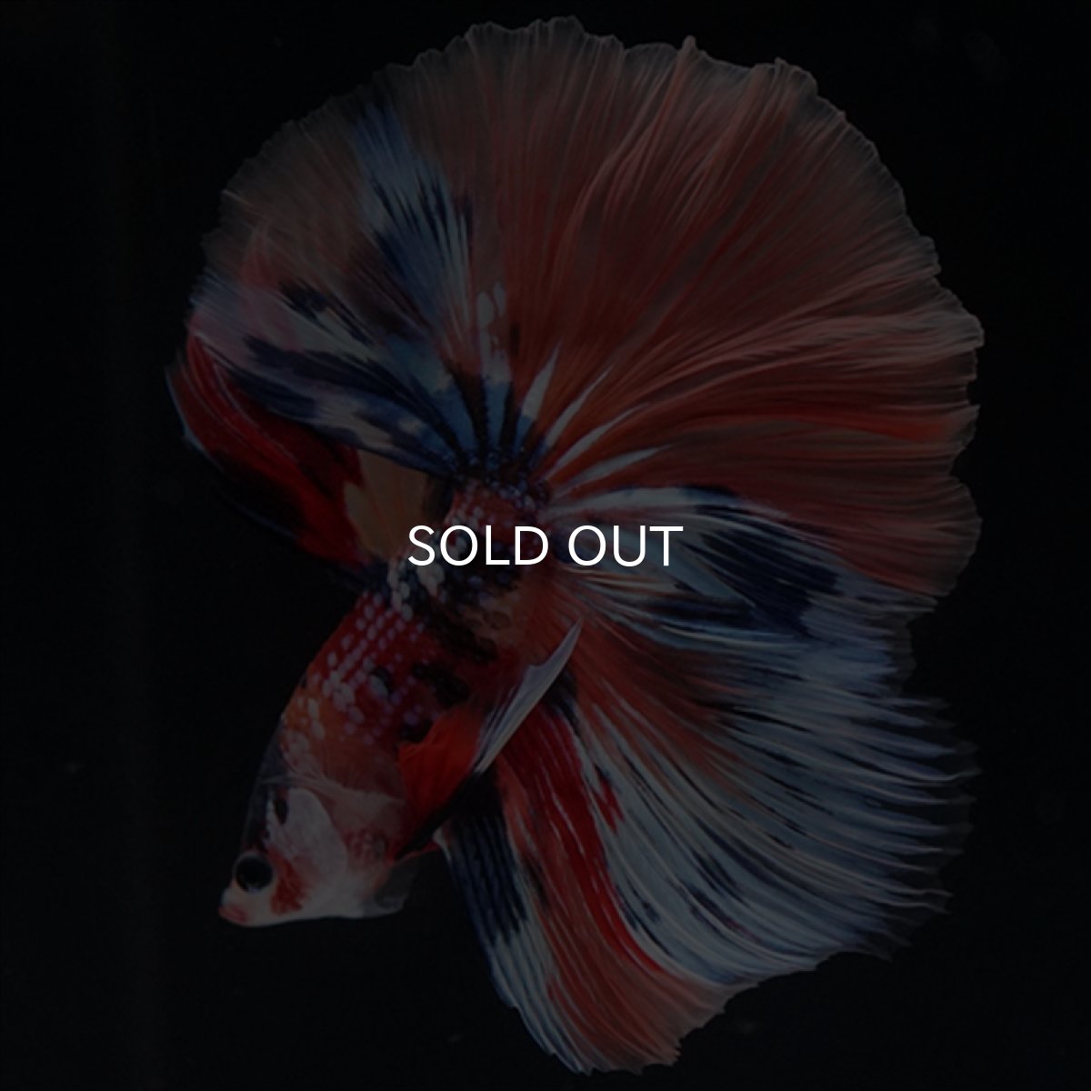 画像4: HM　キャンディギャラクシー (4)