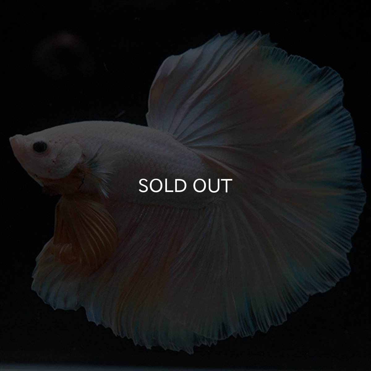 画像3: HM　ファンシー (3)