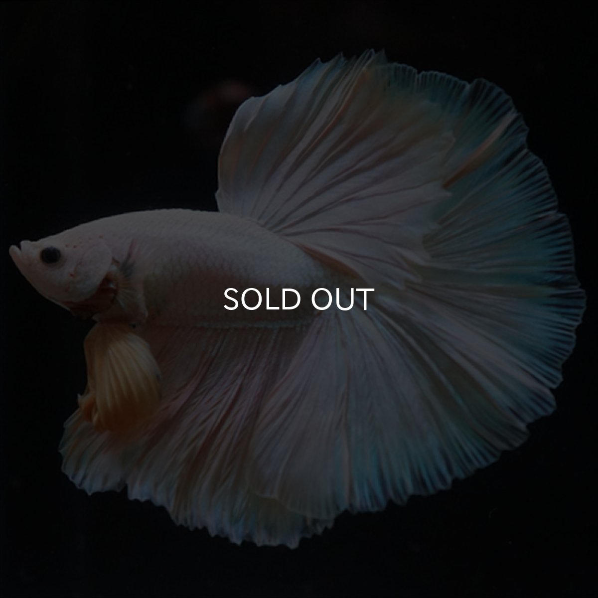 画像1: HM　ファンシー (1)