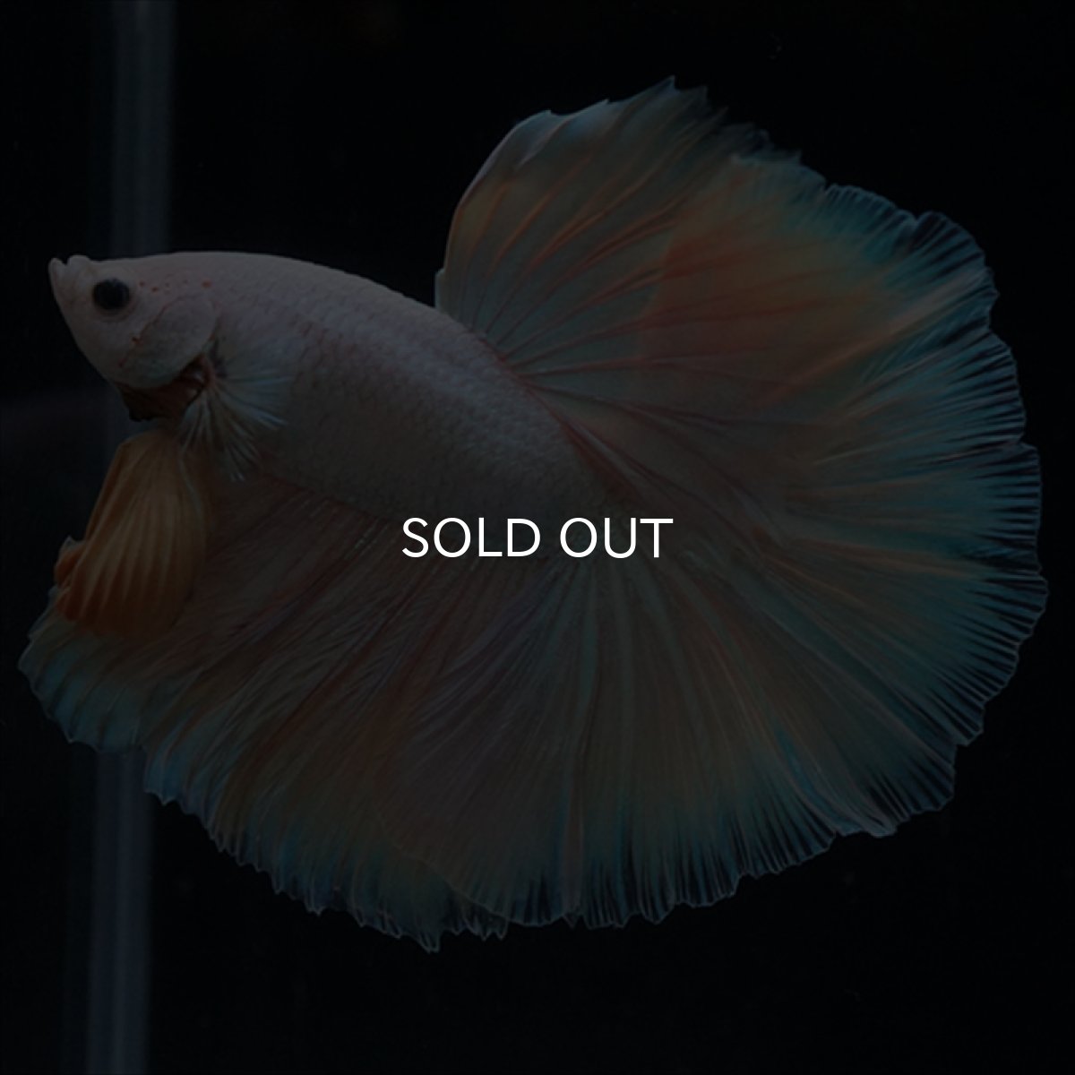 画像8: HM　ファンシー (8)