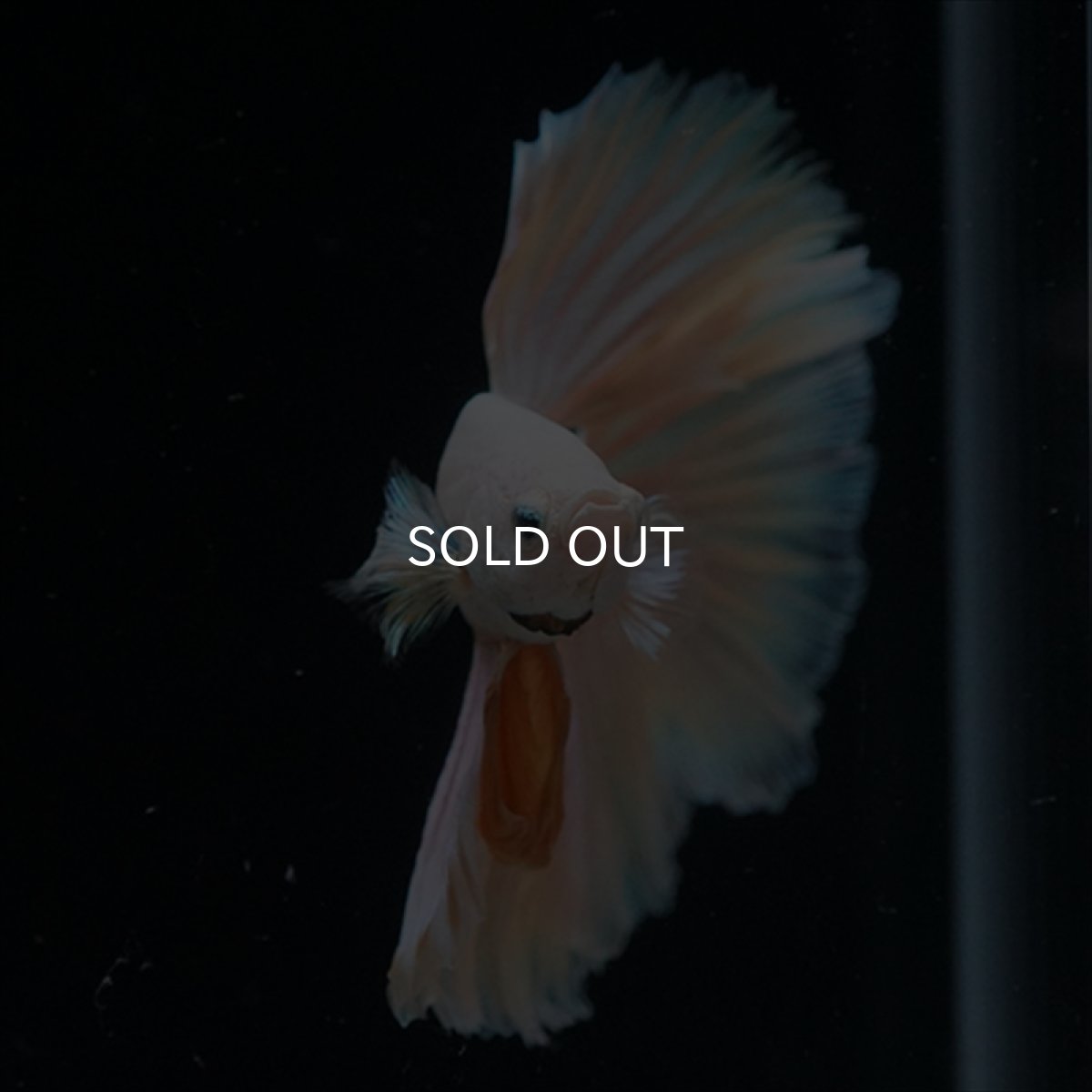 画像7: HM　ファンシー (7)