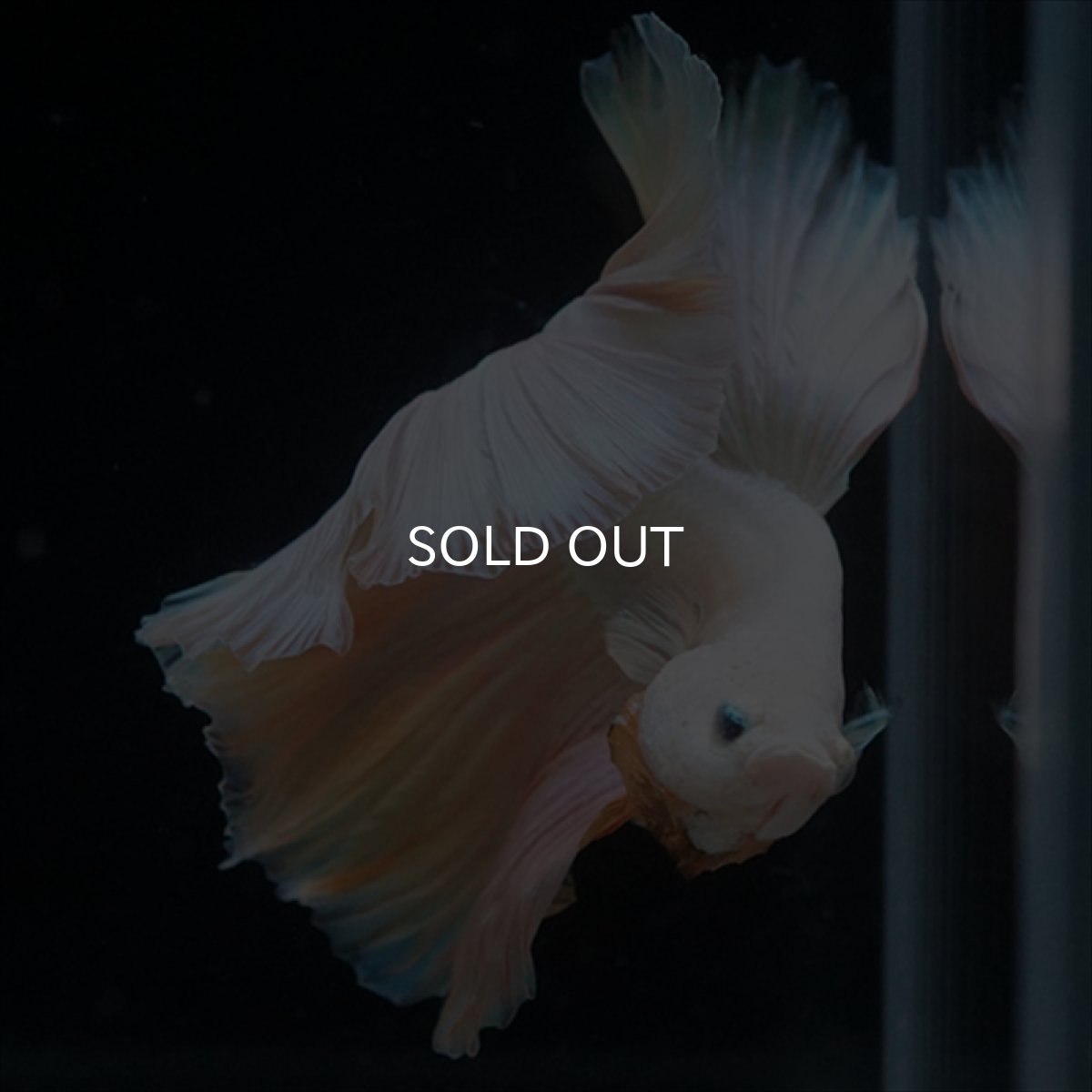 画像6: HM　ファンシー (6)