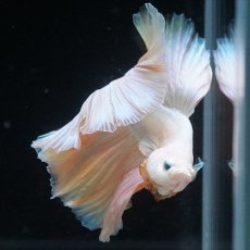 画像6: HM　ファンシー (6)