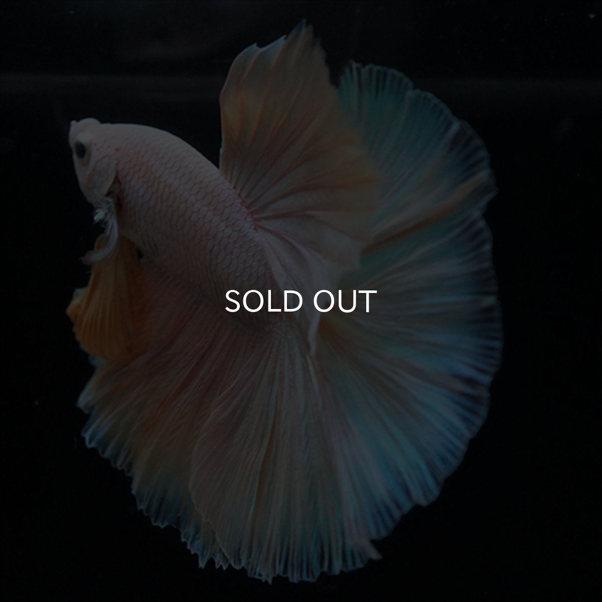 画像5: HM　ファンシー (5)