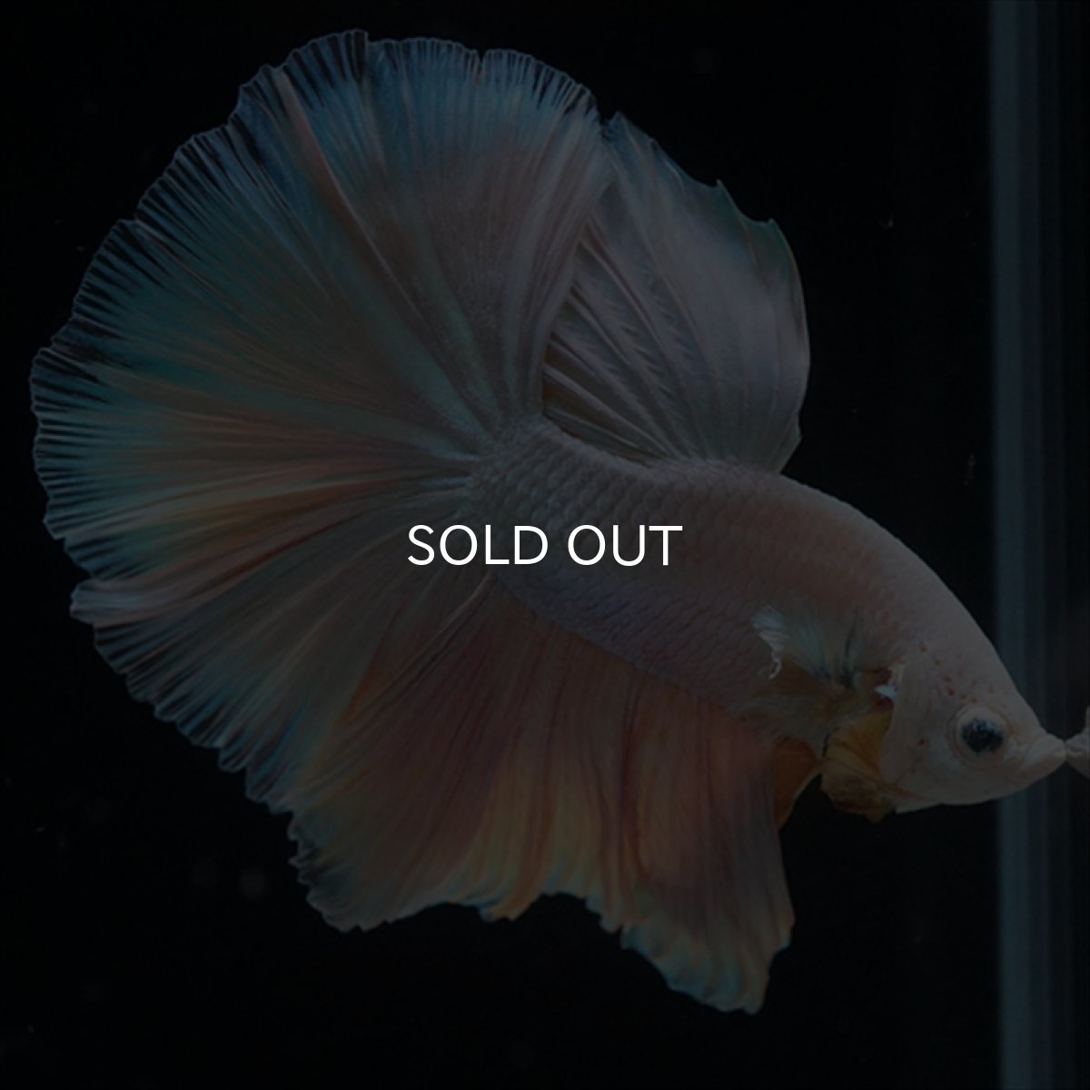 画像4: HM　ファンシー (4)