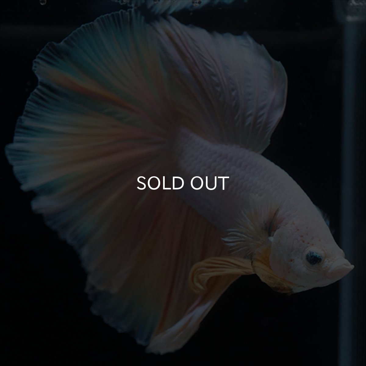 画像2: HM　ファンシー (2)