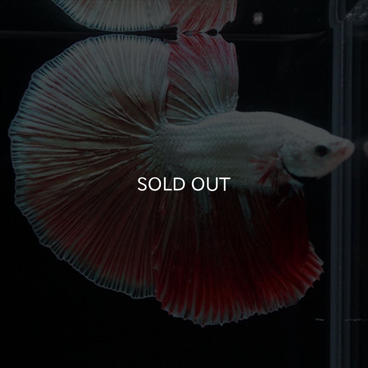 画像14: HM　プラチナレッドドラゴン変わり柄 (14)