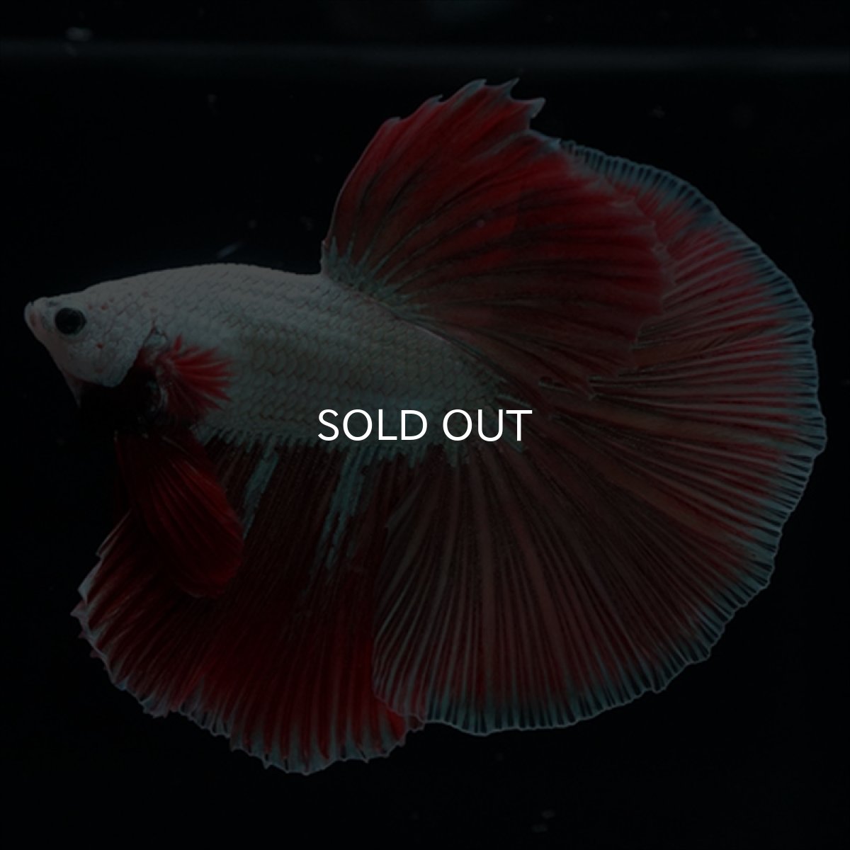 画像3: HM　プラチナレッドドラゴン変わり柄 (3)