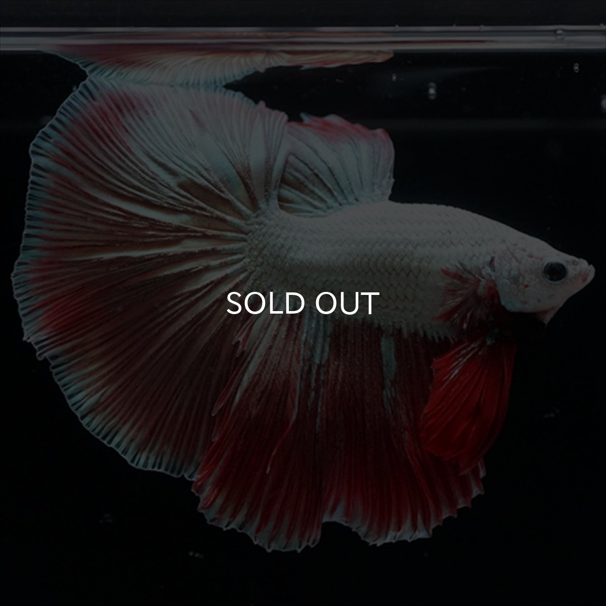 画像13: HM　プラチナレッドドラゴン変わり柄 (13)