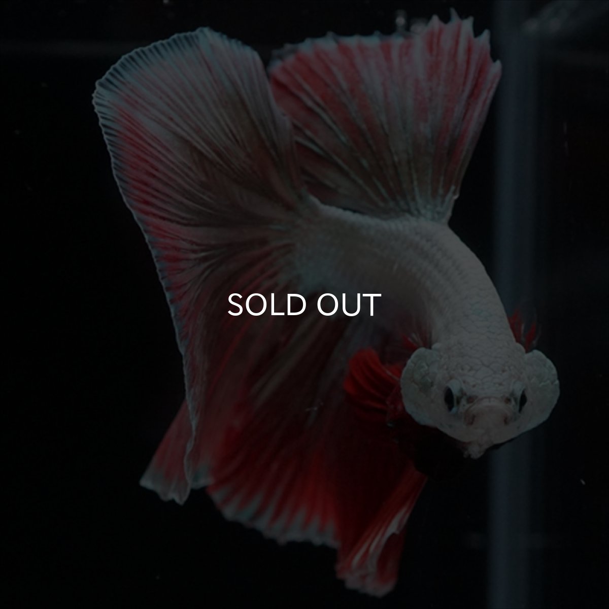 画像12: HM　プラチナレッドドラゴン変わり柄 (12)