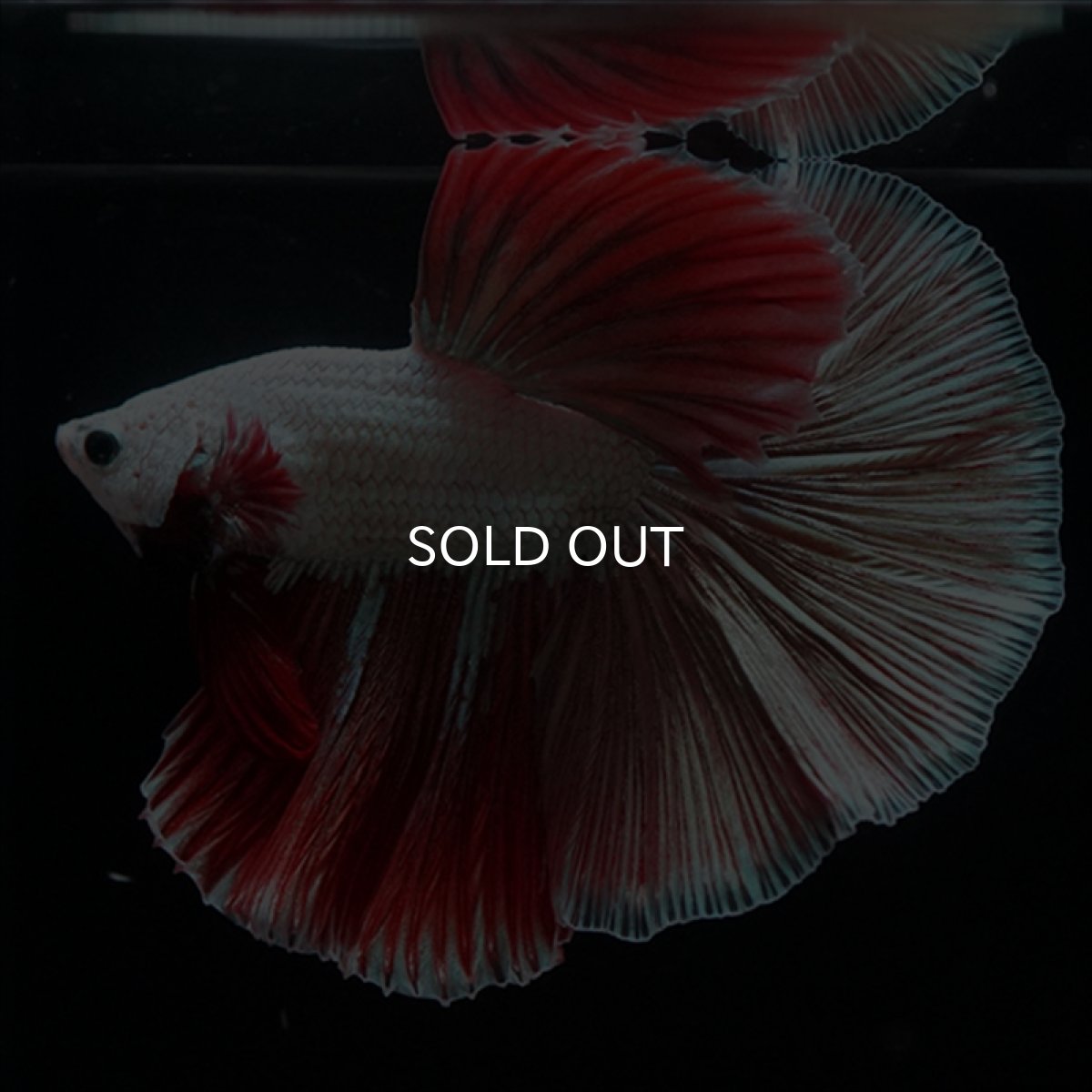 画像11: HM　プラチナレッドドラゴン変わり柄 (11)