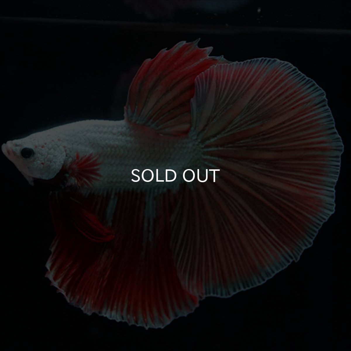 画像10: HM　プラチナレッドドラゴン変わり柄 (10)