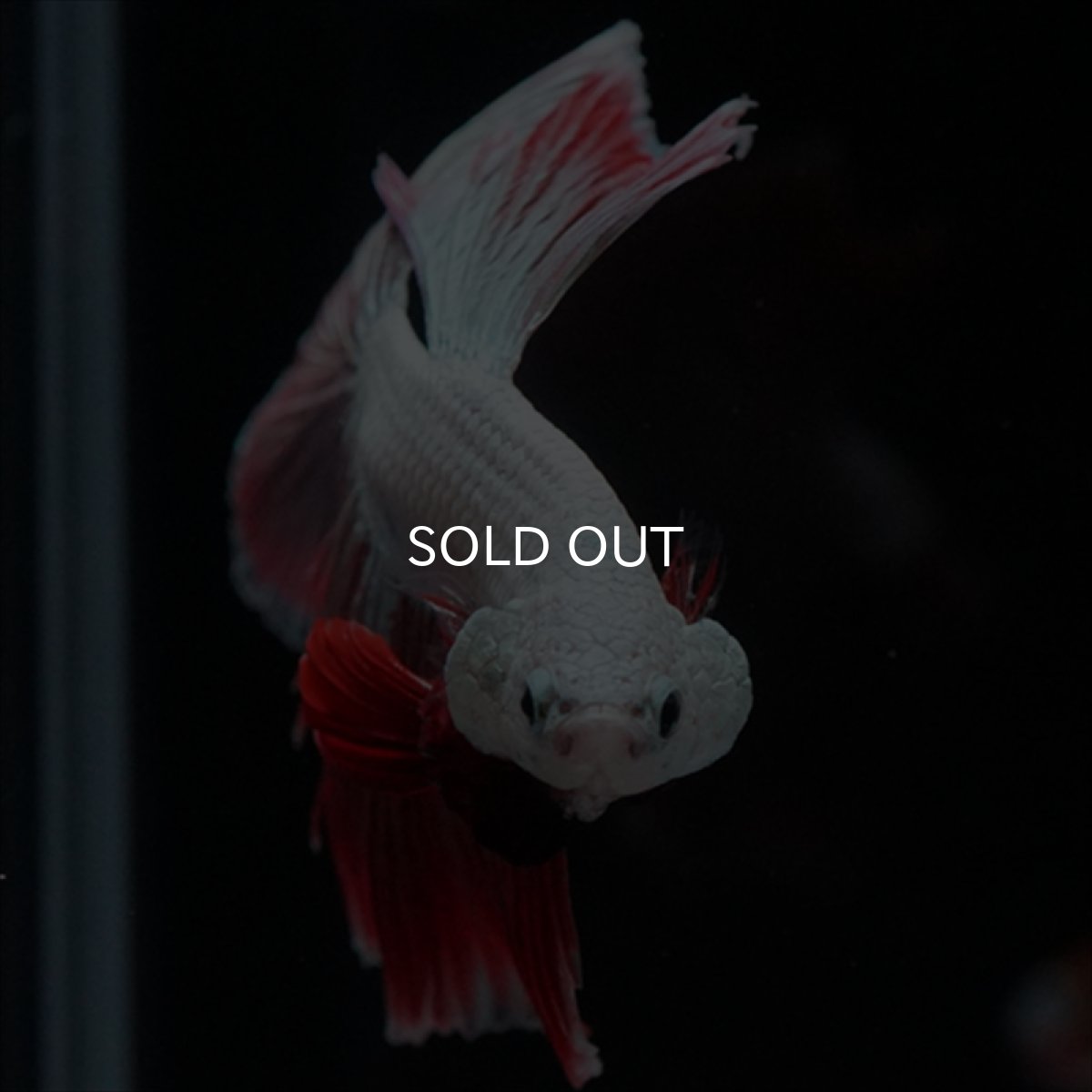 画像2: HM　プラチナレッドドラゴン変わり柄 (2)