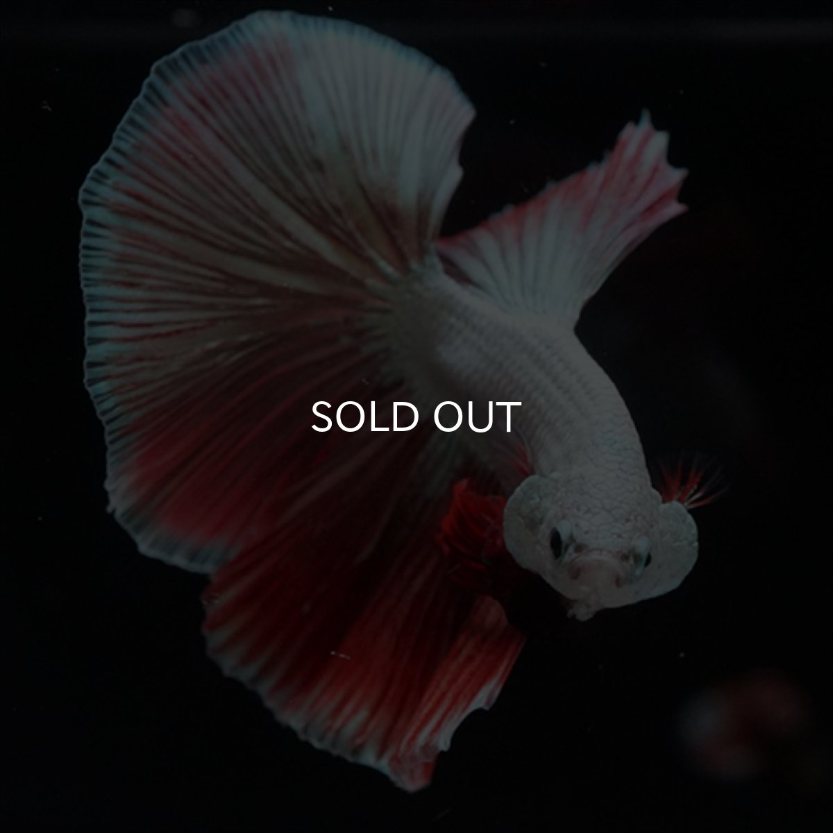 画像9: HM　プラチナレッドドラゴン変わり柄 (9)