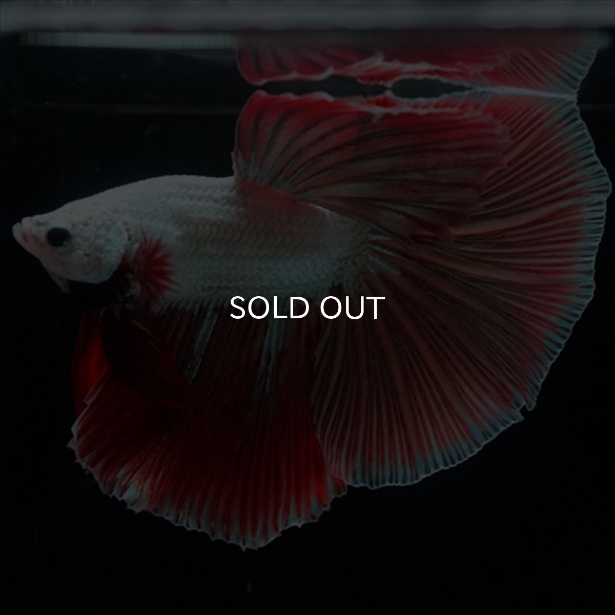 画像8: HM　プラチナレッドドラゴン変わり柄 (8)