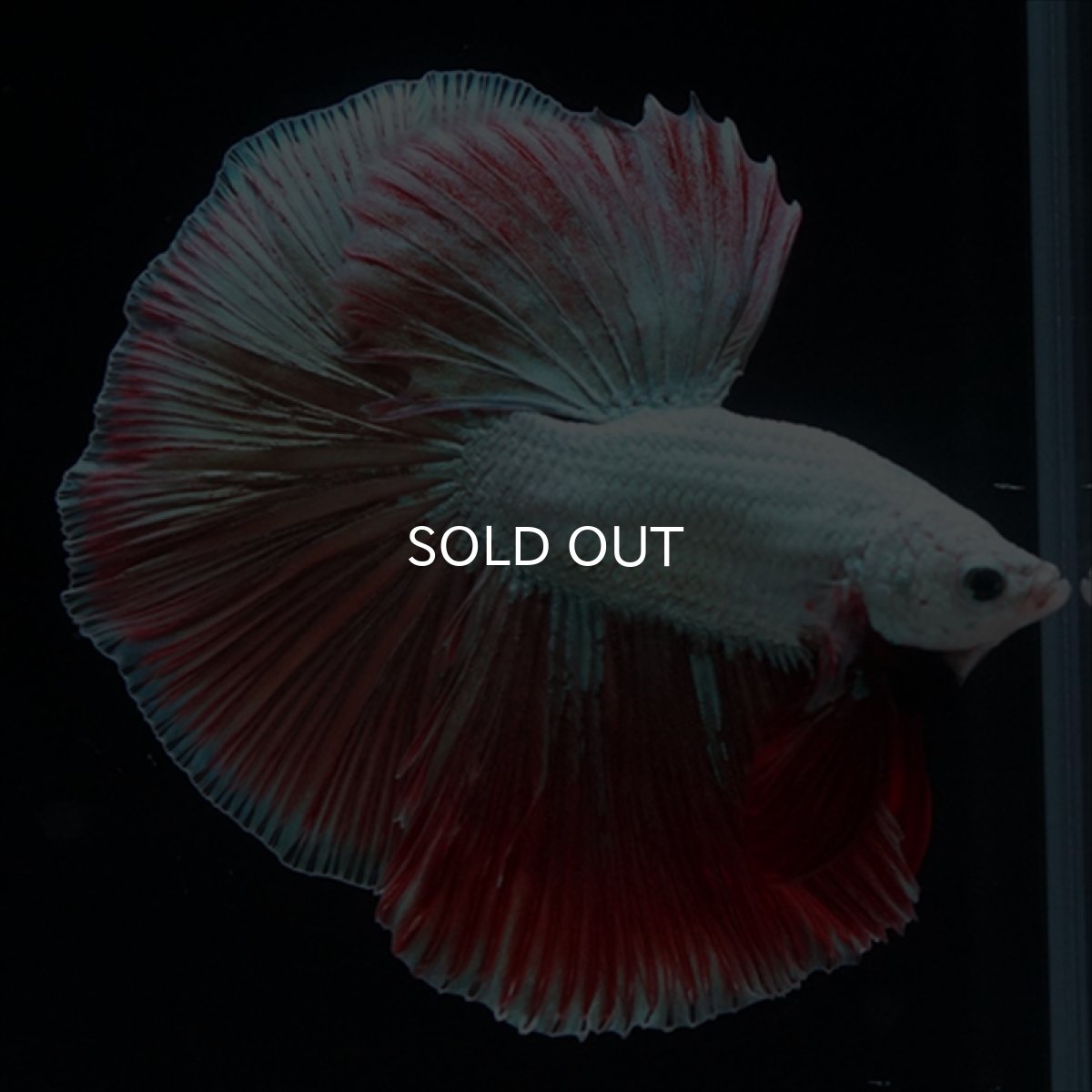 画像1: HM　プラチナレッドドラゴン変わり柄 (1)