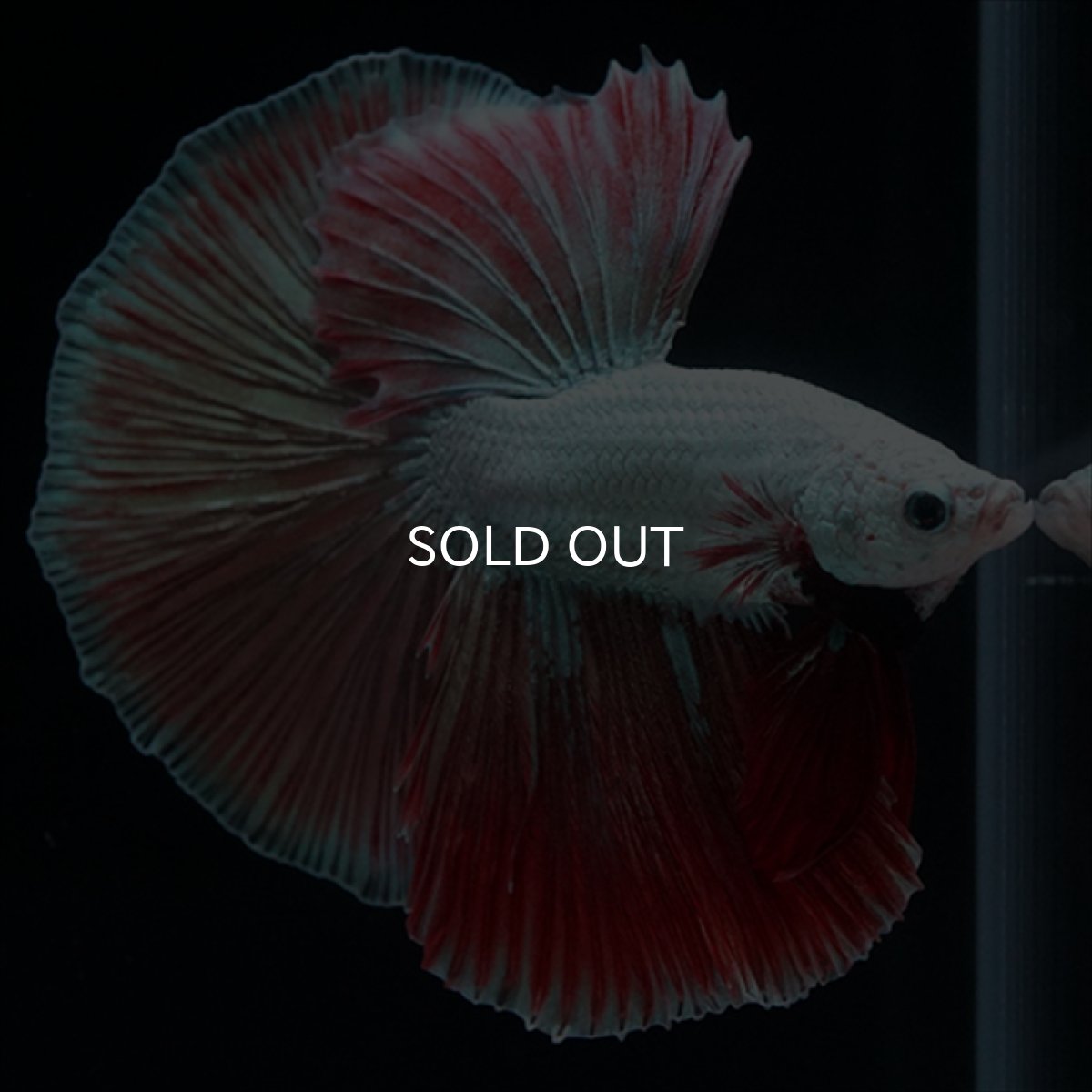 画像7: HM　プラチナレッドドラゴン変わり柄 (7)