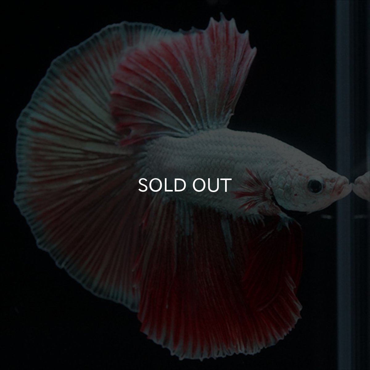 画像6: HM　プラチナレッドドラゴン変わり柄 (6)