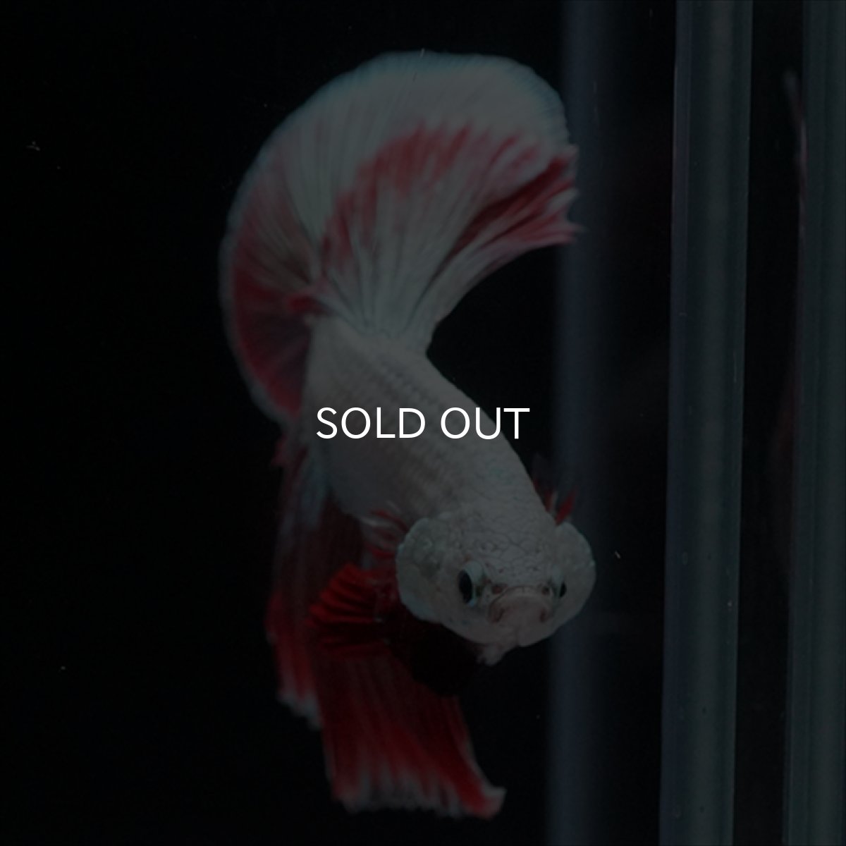 画像5: HM　プラチナレッドドラゴン変わり柄 (5)