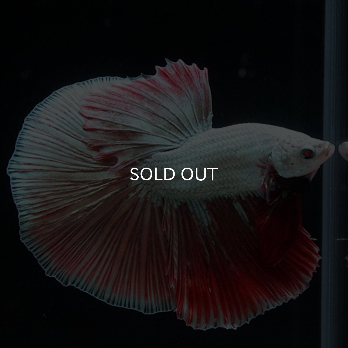 画像4: HM　プラチナレッドドラゴン変わり柄 (4)