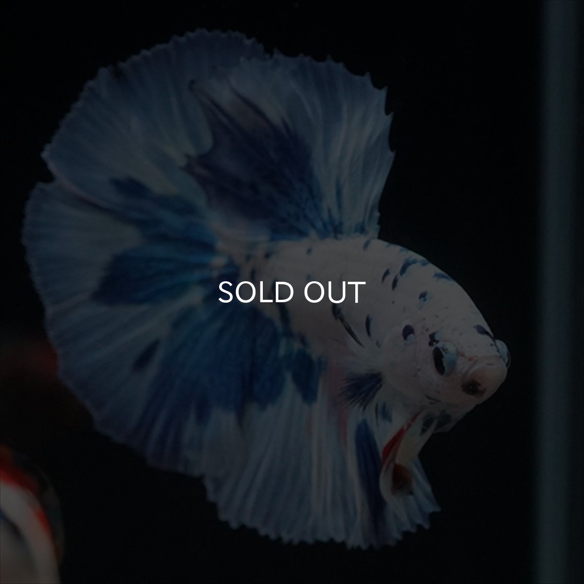 画像7: HM　ホワイトブルードット (7)