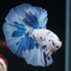 画像7: HM　ホワイトブルードット (7)
