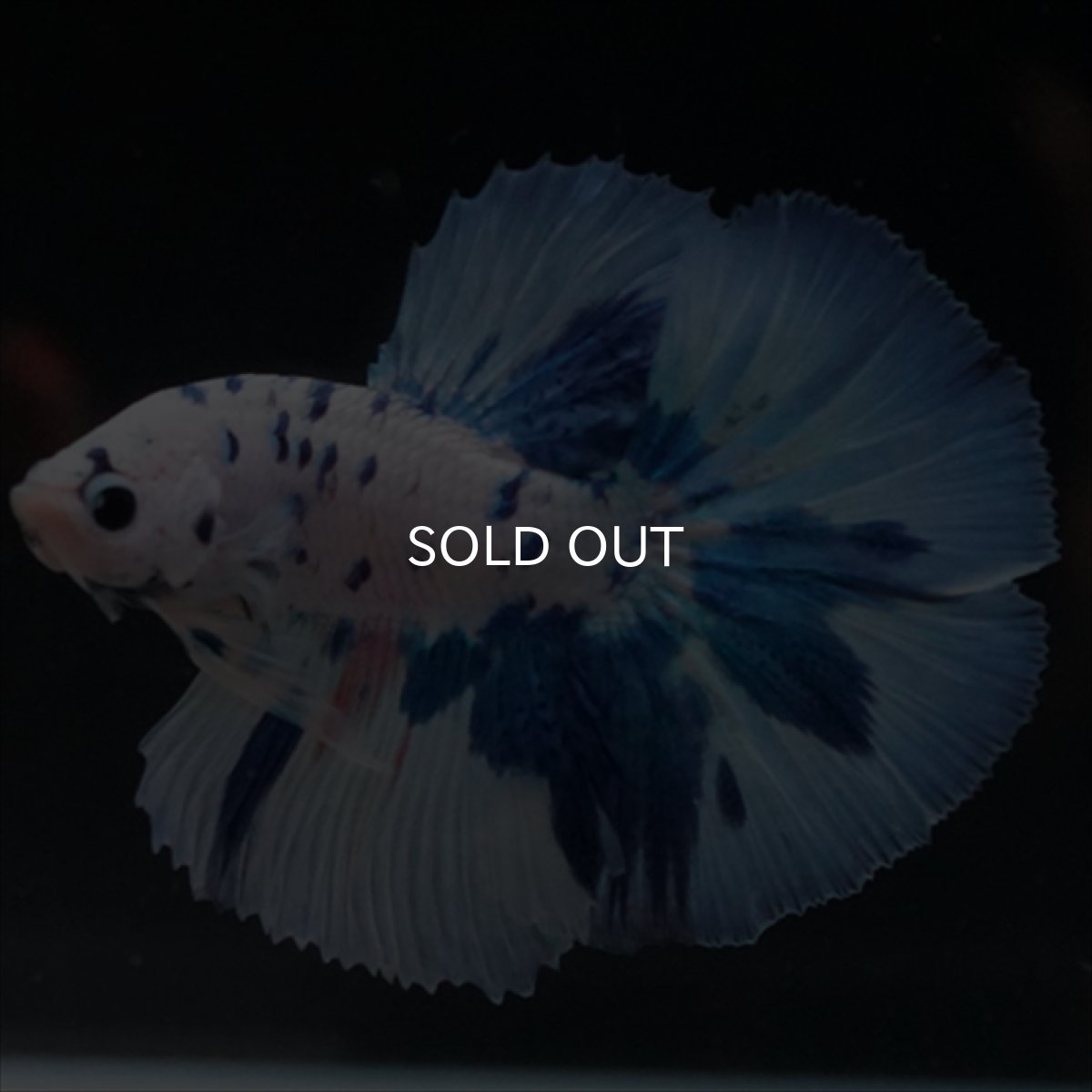 画像6: HM　ホワイトブルードット (6)