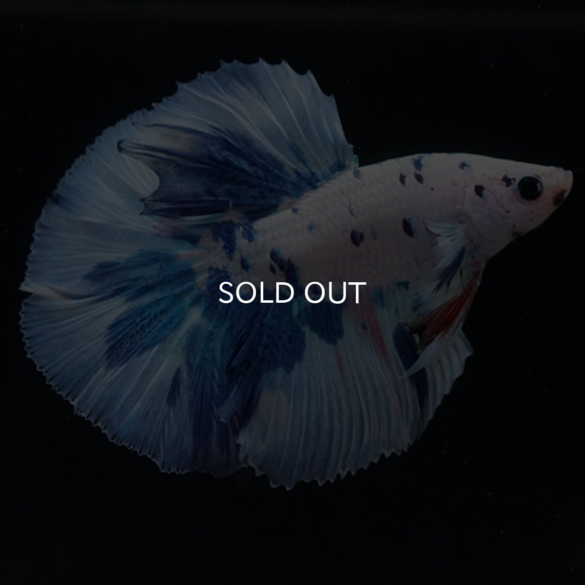 画像5: HM　ホワイトブルードット (5)