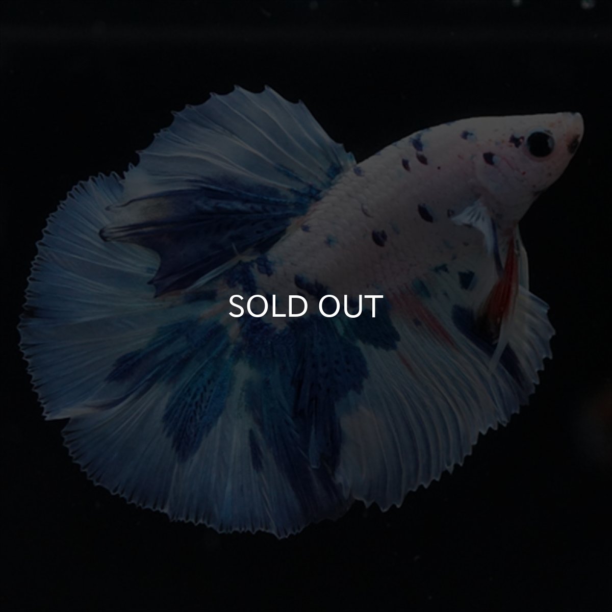 画像2: HM　ホワイトブルードット (2)