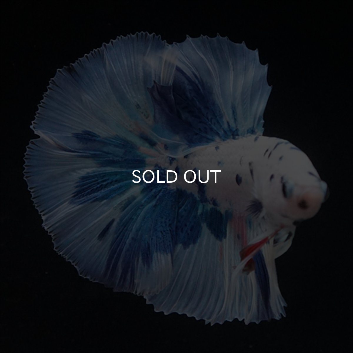 画像4: HM　ホワイトブルードット (4)