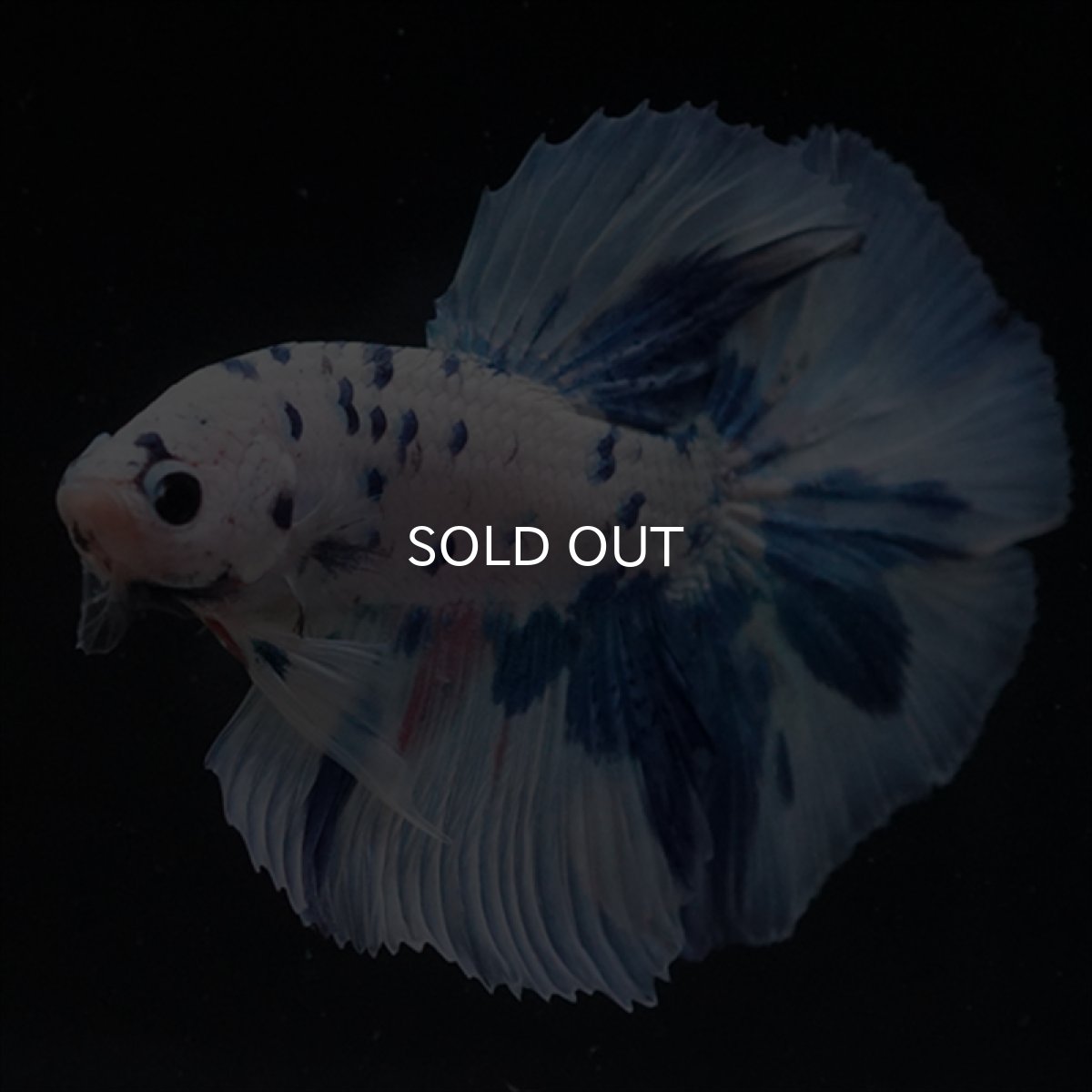 画像3: HM　ホワイトブルードット (3)