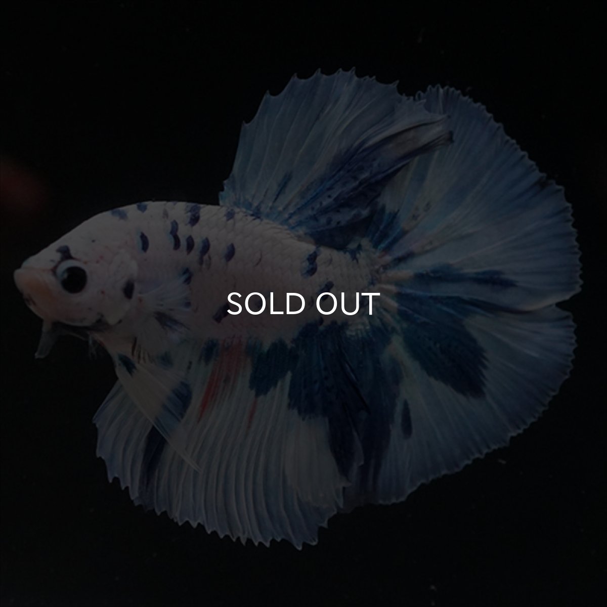 画像1: HM　ホワイトブルードット (1)