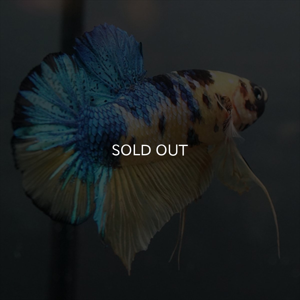 画像9: GHMPK　イエロータイガーギャラクシー (9)