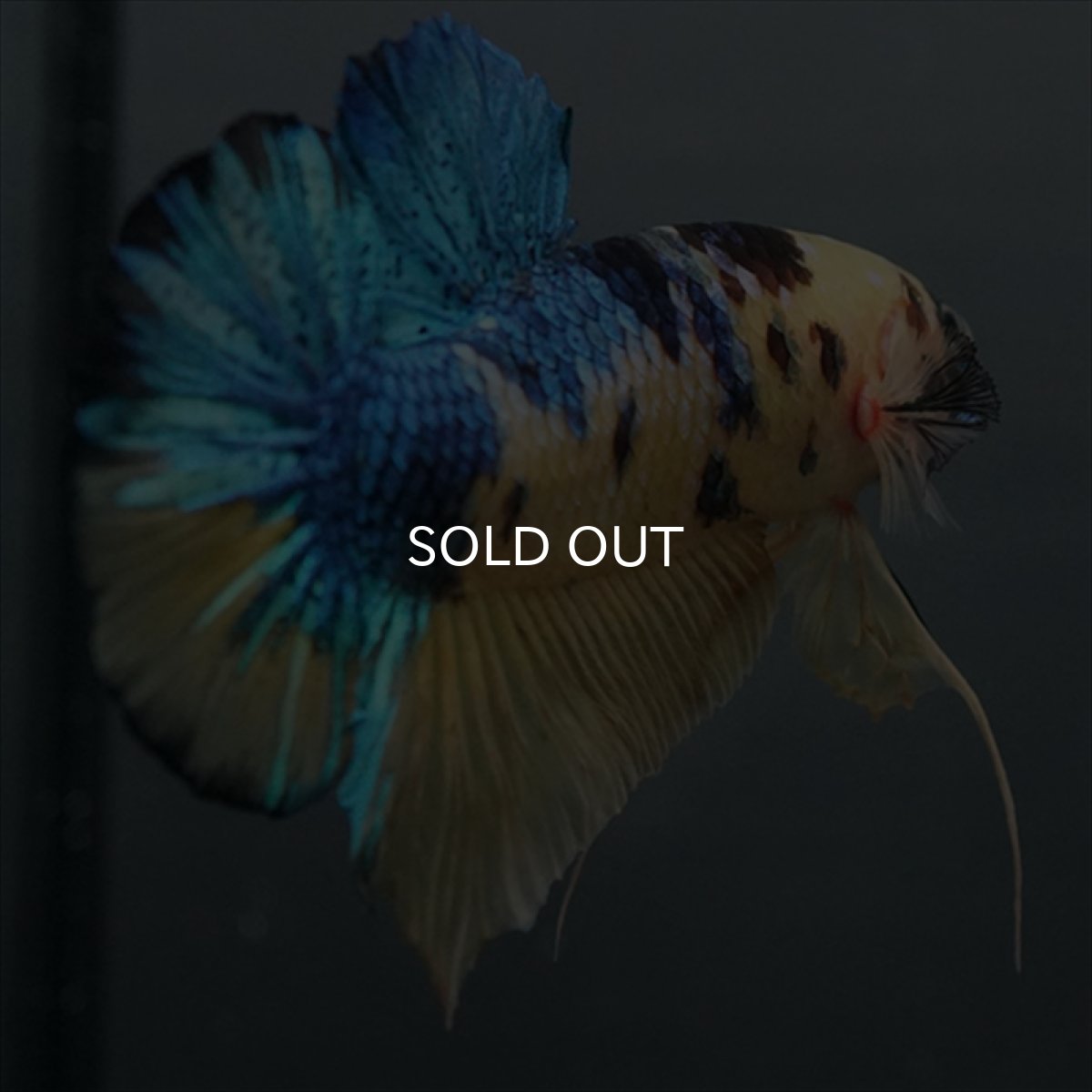 画像2: GHMPK　イエロータイガーギャラクシー (2)