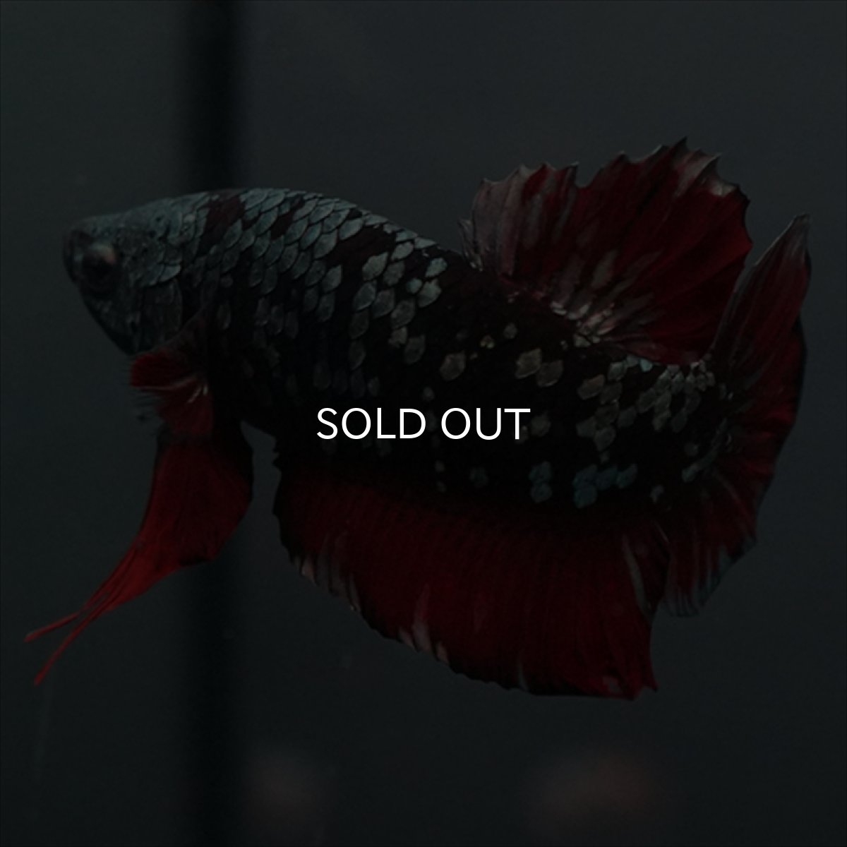 画像5: GHMPK　ブラックカッパースター (5)