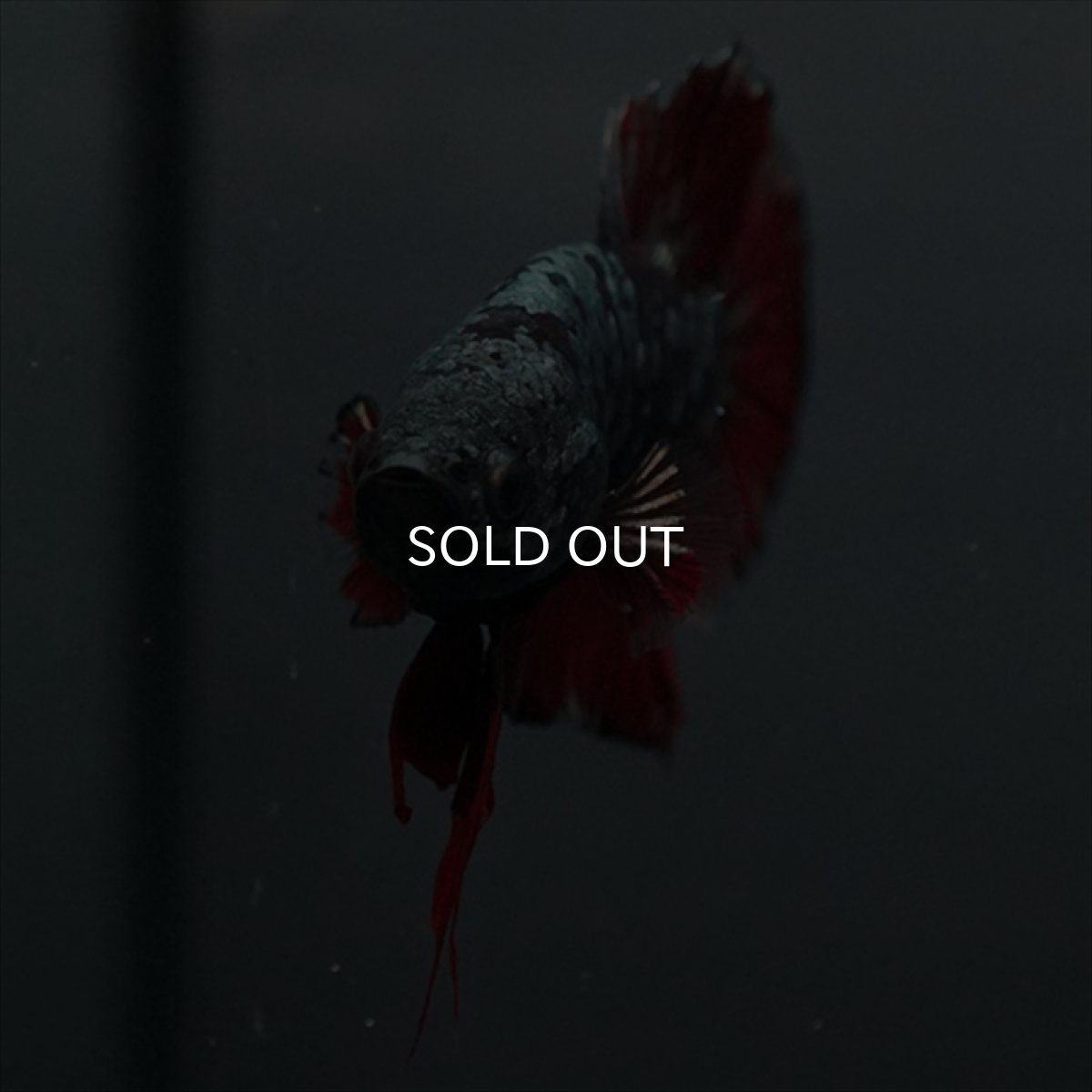 画像4: GHMPK　ブラックカッパースター (4)