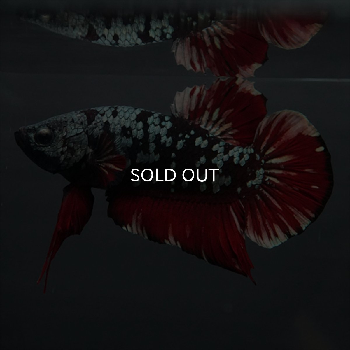 画像3: GHMPK　ブラックカッパースター (3)