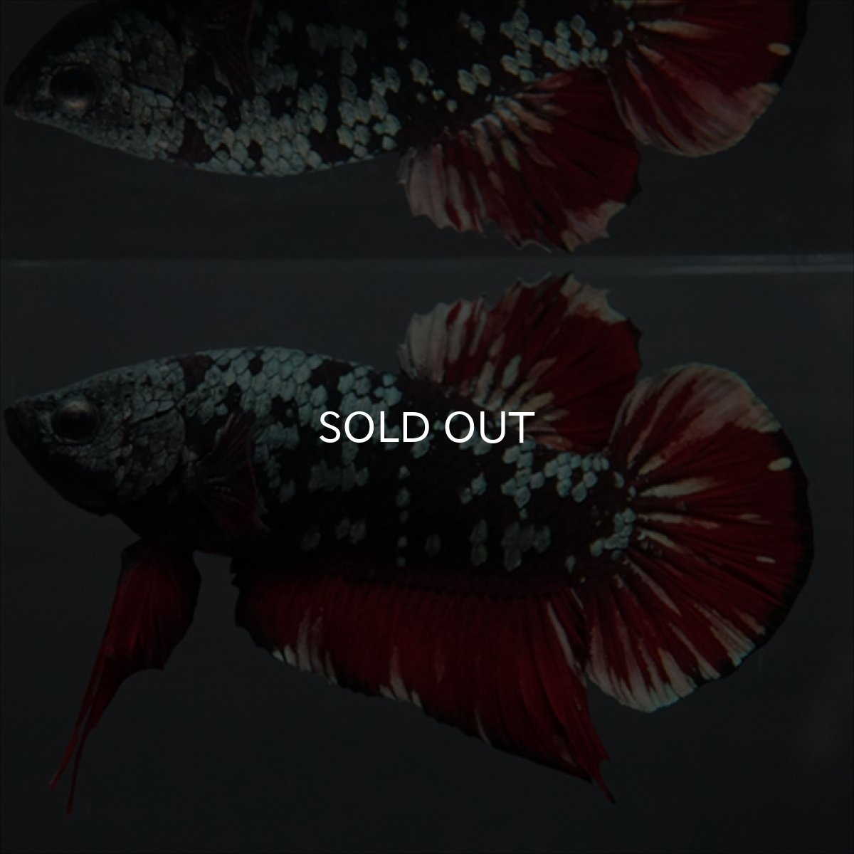 画像1: GHMPK　ブラックカッパースター (1)