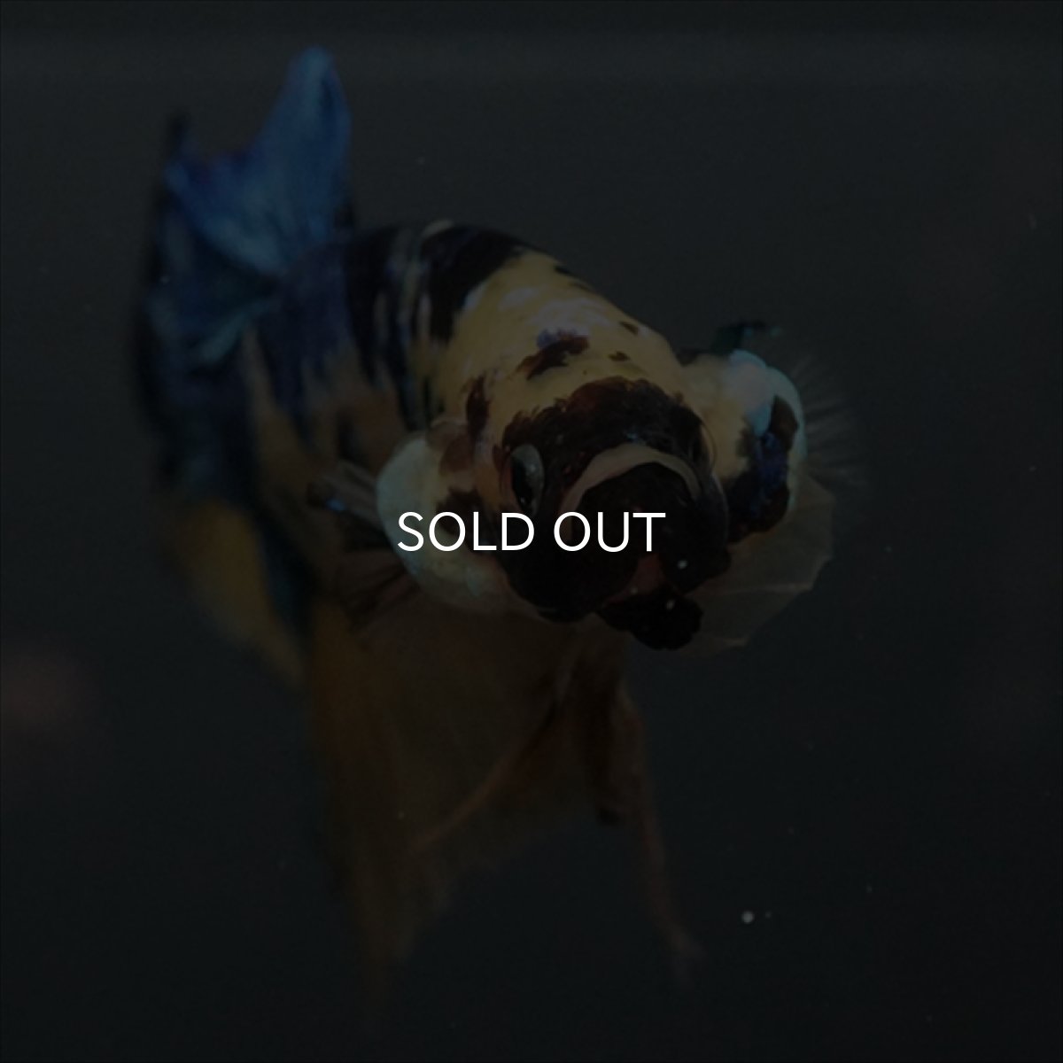 画像8: GHMPK　イエロータイガーギャラクシー (8)