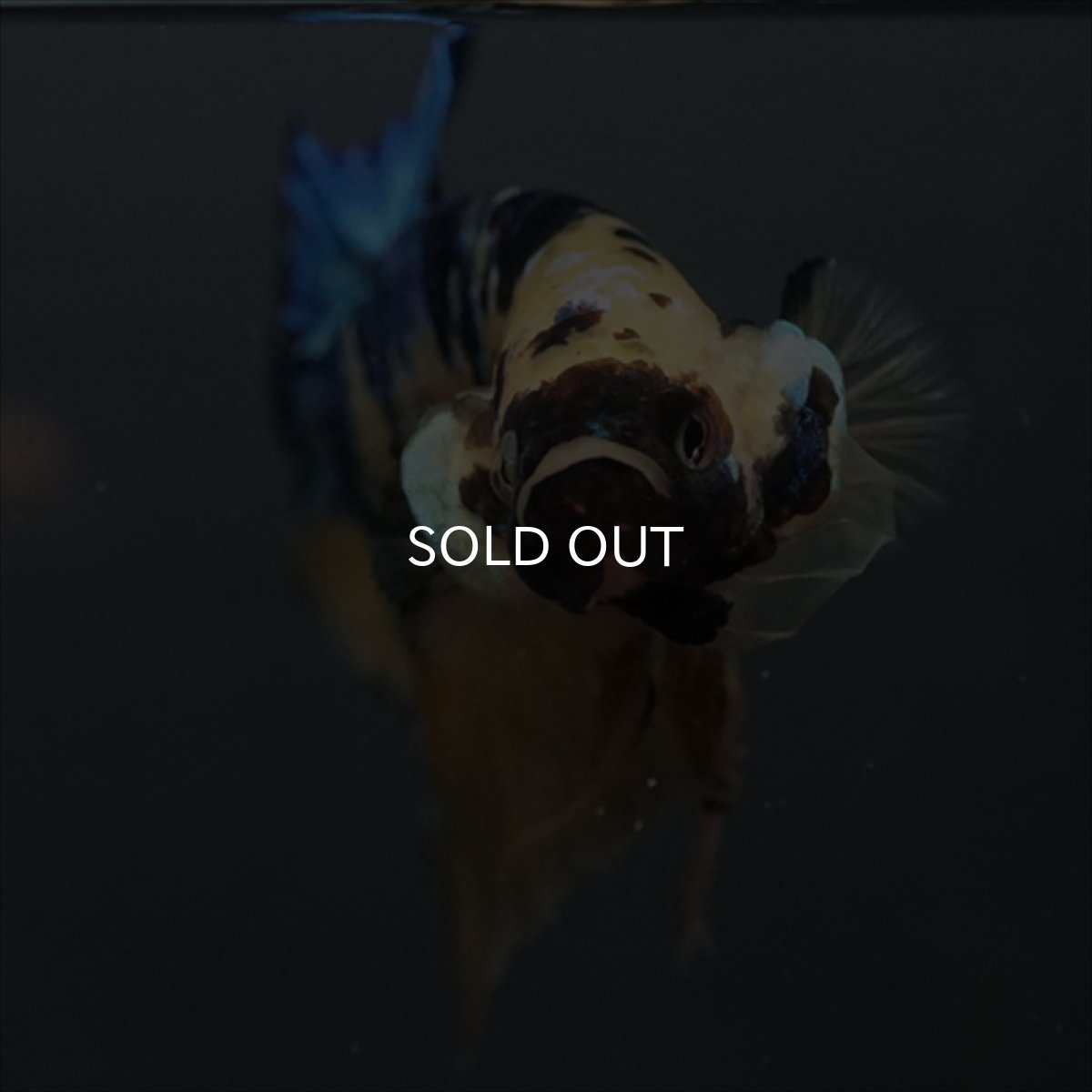 画像3: GHMPK　イエロータイガーギャラクシー (3)