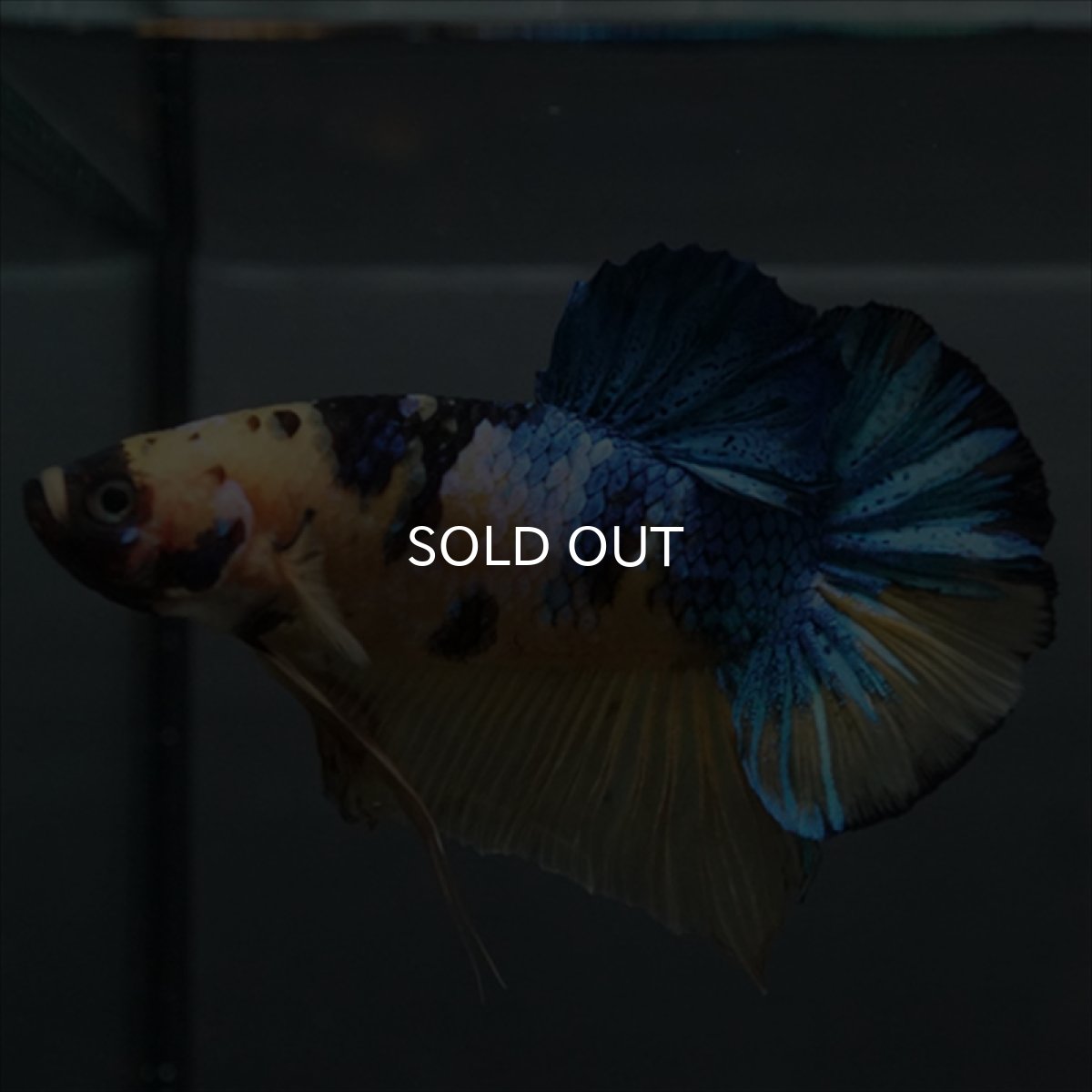 画像7: GHMPK　イエロータイガーギャラクシー (7)