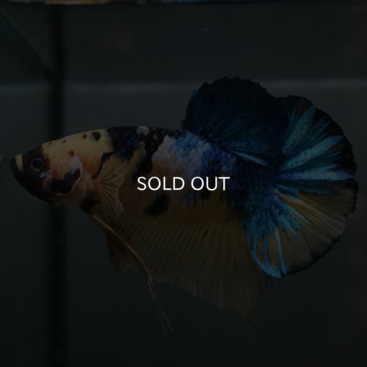 画像6: GHMPK　イエロータイガーギャラクシー (6)