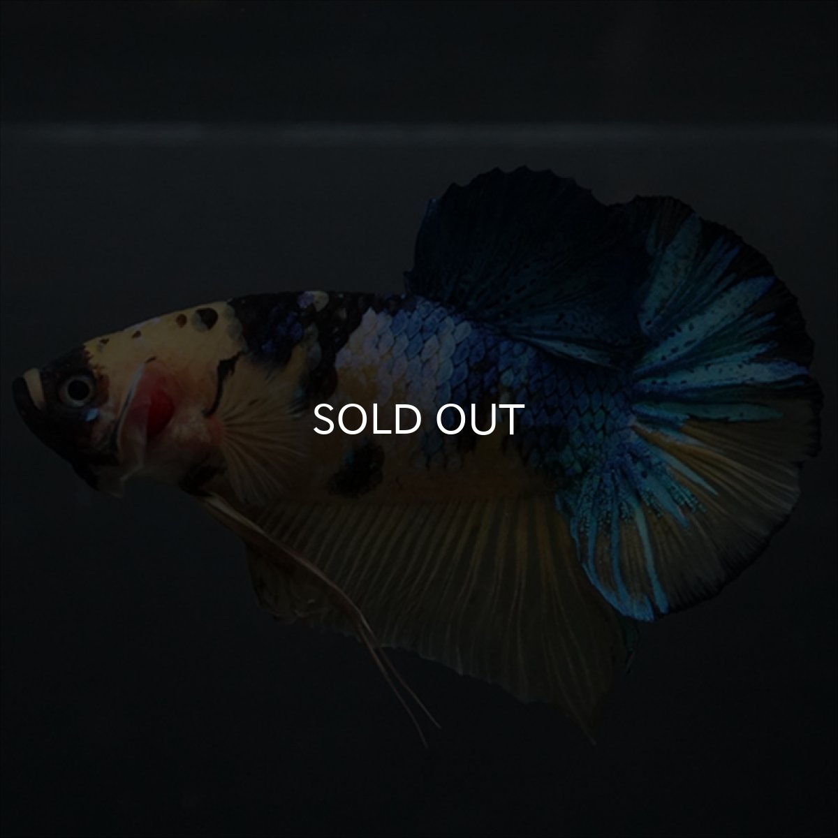 画像5: GHMPK　イエロータイガーギャラクシー (5)