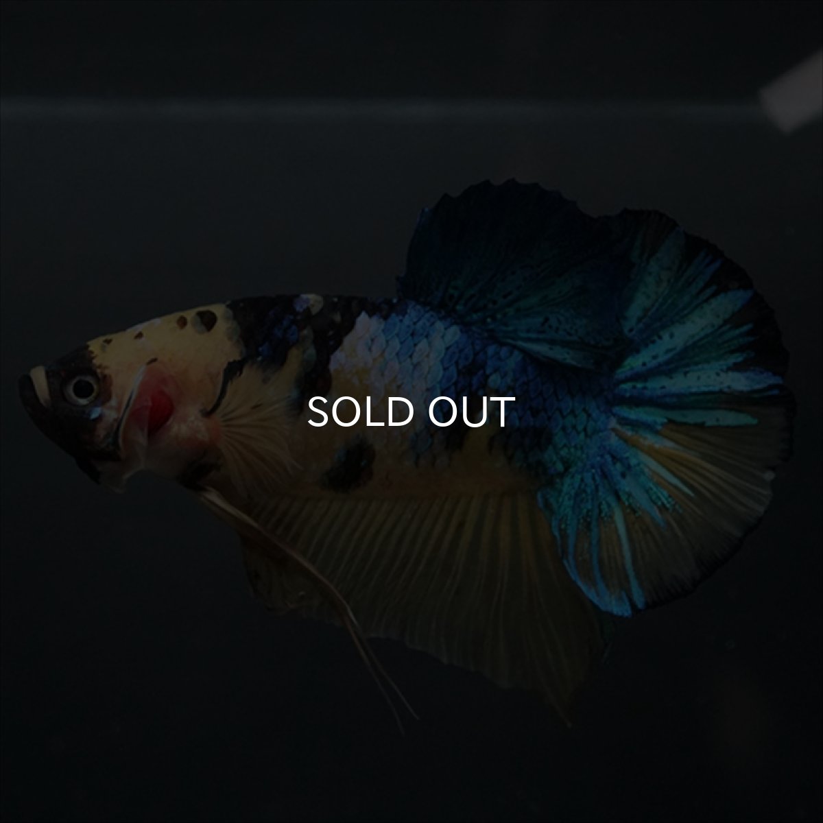 画像4: GHMPK　イエロータイガーギャラクシー (4)