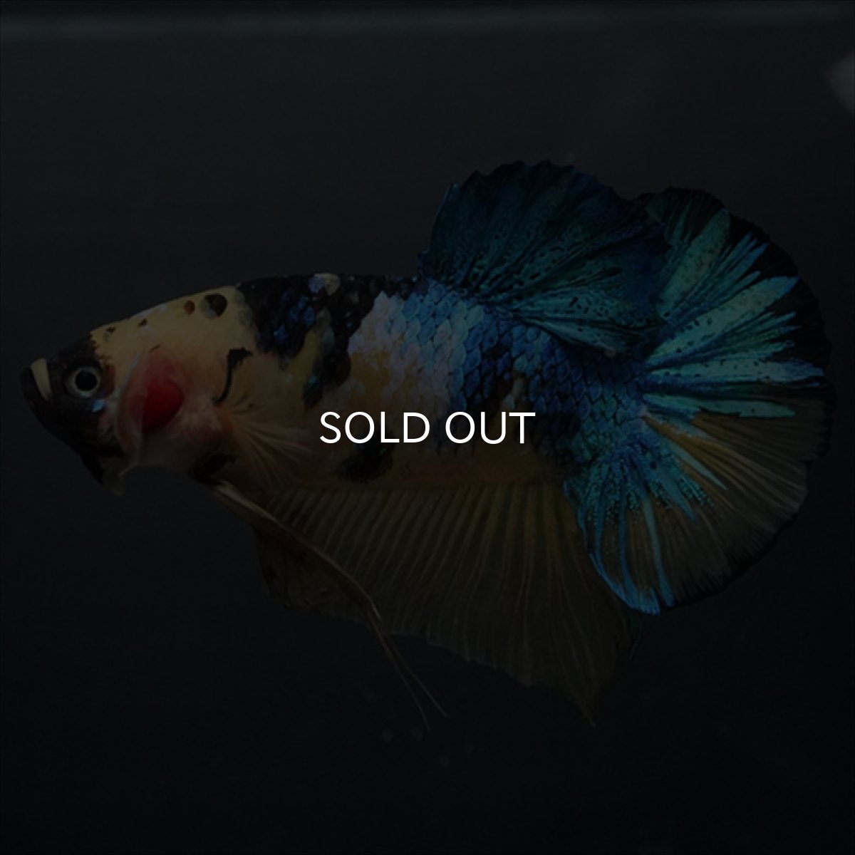 画像1: GHMPK　イエロータイガーギャラクシー (1)